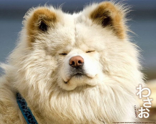 Dự kiến, người dân nơi đây sẽ tổ chức một buổi tưởng niệm cho chú chó từng là đại sứ du lịch, trưởng ga tàu và là người bạn đã gắn bó với địa phương suốt nhiều năm.