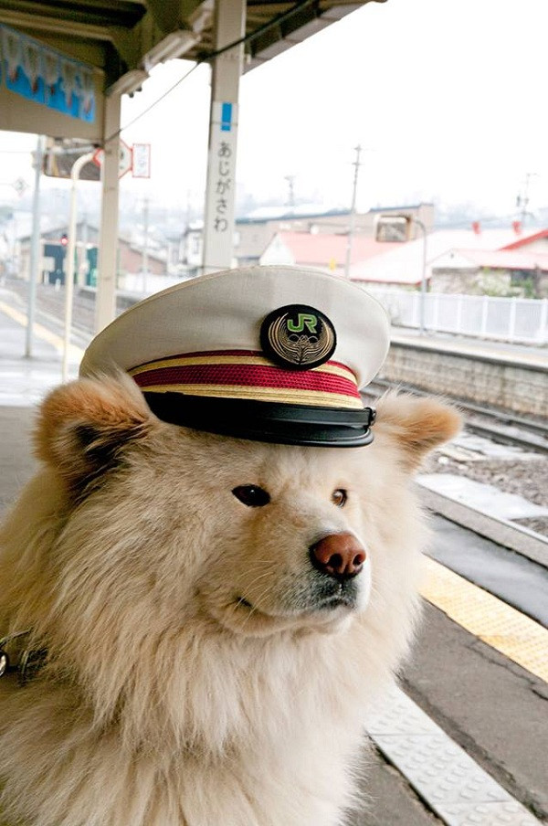 Cũng trong năm 2011, Wasao vinh dự được ''bổ nhiệm'' làm trưởng ga tàu lửa tại ga Ajigasawa. Chính quyền địa phương còn giao cho vợ Wasao là Tsubaki làm phó ga, và con gái Chome làm thực tập sinh tại nhà ga.