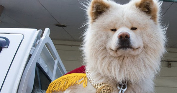 Trường ga tàu Nhật Bản Wasao cũng nhận nhiệm vụ làm đại sứ cho các hoạt động quảng bá du lịch, văn hóa tại địa phương. Khi vụ động đất và sóng thần xảy ra tại Nhật vào năm 2011, Wasao xuất hiện tại các vùng bị tàn phá với vai trò đại sứ và động viên người dân sau thảm họa.