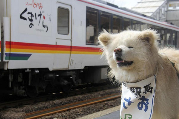 Những người trong nhóm Wasao Project hỗ trợ chăm sóc đại sứ du lịch nhỏ cho biết tình hình sức khỏe của Wasao trở nên xấu đi vào hồi cuối tháng 4 vừa qua. Tính đến nay Wasao đã 13 tuổi, tương đương với 90 tuổi ở người, tuổi tác cao khiến chú chó không thể tự đi vững, ăn uống kém.