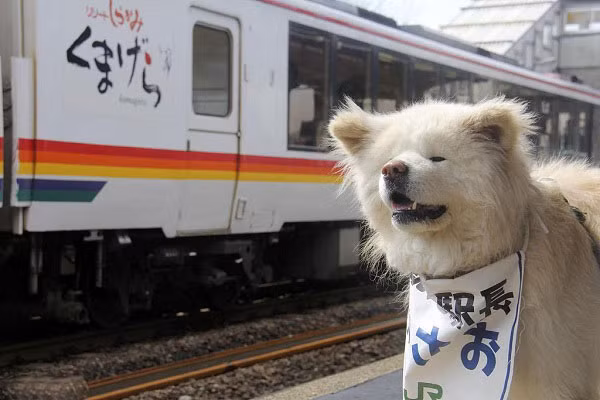 Những người trong nhóm Wasao Project hỗ trợ chăm sóc đại sứ du lịch nhỏ cho biết tình hình sức khỏe của Wasao trở nên xấu đi vào hồi cuối tháng 4 vừa qua. Tính đến nay Wasao đã 13 tuổi, tương đương với 90 tuổi ở người, tuổi tác cao khiến chú chó không thể tự đi vững, ăn uống kém.