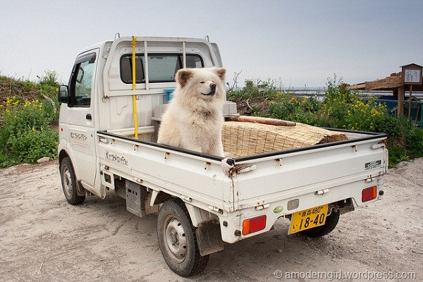 Nhờ những hình ảnh được chủ nhân và người dân địa phương, khách du lịch chia sẻ trên blog, Wasao bắt đầu trở nên nổi tiếng. Chú chó xuất hiện thường xuyên trên sóng truyền hình Nhật cũng như trang bìa tạp chí, sách ảnh.