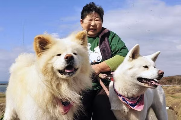 Khi ấy bà Setsuko, chủ một cửa hàng tạp hóa tại địa phương đã đưa Wasao về chăm sóc và cũng từ đó chú chó tội nghiệp mới được sống trong tình yêu thương.