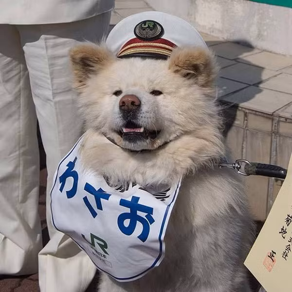 Wasao, chú chó nổi tiếng từng được bổ nhiệm làm trưởng ga tàu kiêm đại sứ du lịch địa phương tại Nhật Bản đã qua đời vào ngày 9/6 vừa qua. Wasao thuộc giống chó Akita Inu đã sống được gần 13 năm, tương đương 90 tuổi người, theo Japan Times.