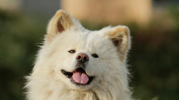 Tại Nhật, chú chó Wasao được nhiều người biết tới với bộ lông trắng xù, vẻ ngoài đáng yêu và lòng trung thành. Chú đươc người dân quê nhà đặt cho biệt danh là ''busa kawaii'' (tiếng Nhật nghĩa là ''xấu xí - dễ thương'').