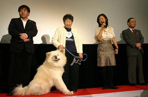 Đến tháng 6, Wasao càng yếu đi và qua đời trước sự tiếc nuối của nhiều người dân Nhật Bản và những người yêu động vật. '' Tôi cảm thấy tự hào khi được đồng hành và trở thành gia đình với Wasao'', thành viên hội đồng thị trấn Ajigasawa đau buồn phát biểu.