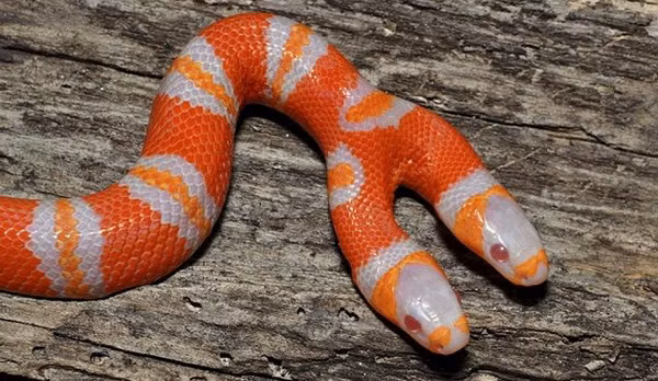 Rắn sữa 2 đầu quý hiếm được phát hiện khi các nhà sinh vật học tại viện nghiên cứu Sunshine Serpents tại bang Florida, Mỹ tiến hành ấp 7 quả trứng của loài rắn sữa Honduras. Được biết, tỷ lệ xuất hiện một con rắn 2 đầu dính liền trên 1 cơ thể chỉ là 1/10.000 quả trứng.