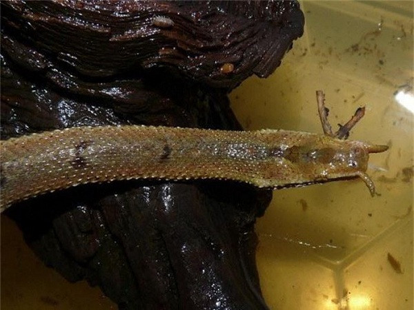 Rắn râu, có tên khoa học là Erpeton tentaculatum Lacepede sở hữu hai chiếc "râu" mọc ra từ mũi, được coi là một trong những loài rắn kỳ dị nhất trên thế giới. Chúng giờ vờ ngờ nghệch sau đó sử dụng cặp "râu" như một loại mồi nhử thu hút con mồi.