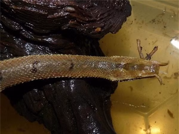 Rắn râu, có tên khoa học là Erpeton tentaculatum Lacepede sở hữu hai chiếc "râu" mọc ra từ mũi, được coi là một trong những loài rắn kỳ dị nhất trên thế giới. Chúng giờ vờ ngờ nghệch sau đó sử dụng cặp "râu" như một loại mồi nhử thu hút con mồi.