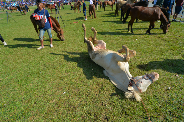 Ngày 31/5 diễn ra chung kết hội đua ngựa truyền thống Bắc Hà. Bên cạnh việc chiêm ngưỡng những bước chạy tuyệt đẹp, các khán giả còn được nhìn thấy những chú ngựa này thể hiện những biểu cảm siêu đáng yêu.