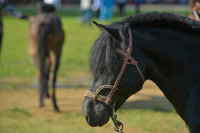 Bờm được chải chuốt kĩ lưỡng rồi chải lệch mái, xứng danh soái ca của loài ngựa.