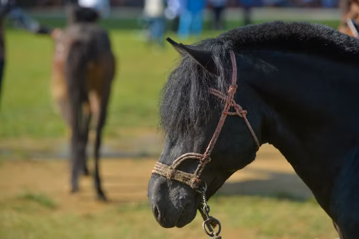Bờm được chải chuốt kĩ lưỡng rồi chải lệch mái, xứng danh soái ca của loài ngựa.
