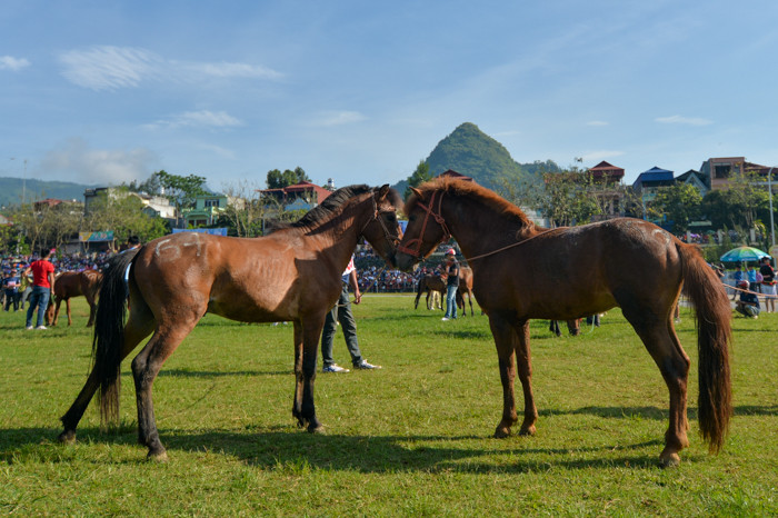 Đang thăm dò hay đang tình thương mến thương đấy
