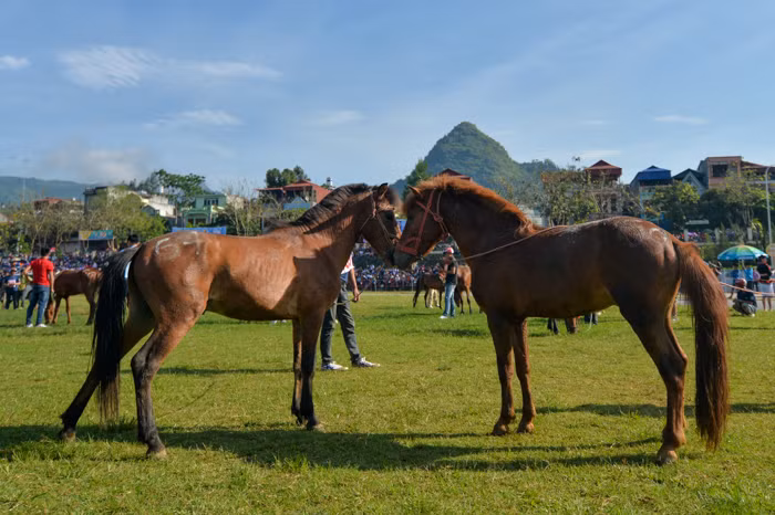 Đang thăm dò hay đang tình thương mến thương đấy