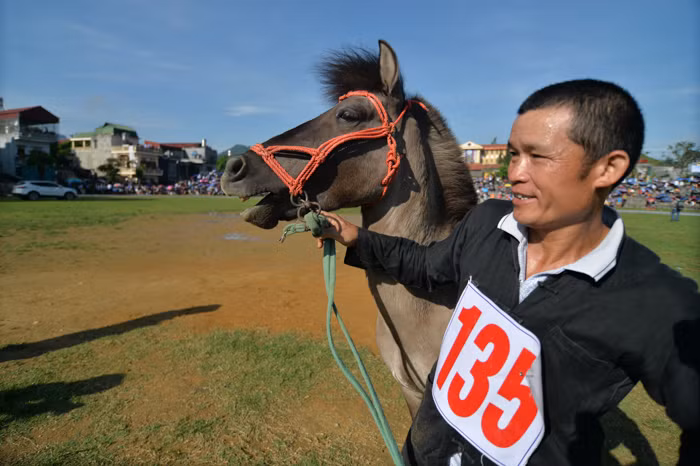 Khuôn mặt rất phởn của một chú ngựa chuẩn bị bước vào cuộc đua.