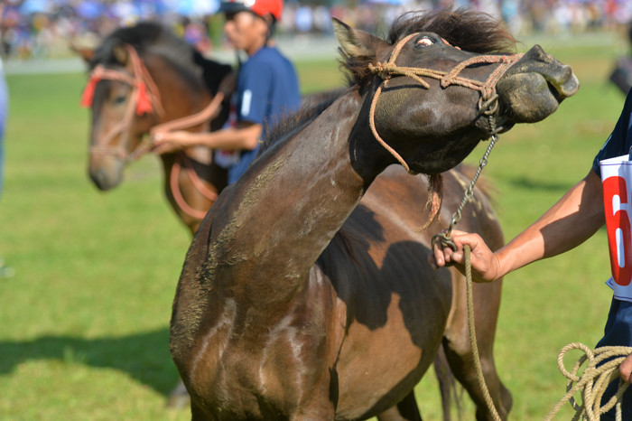 Biểu cảm hài hước khó hiểu của một chiến mã.