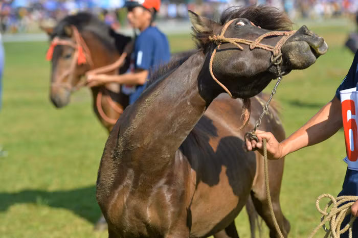 Biểu cảm hài hước khó hiểu của một chiến mã.