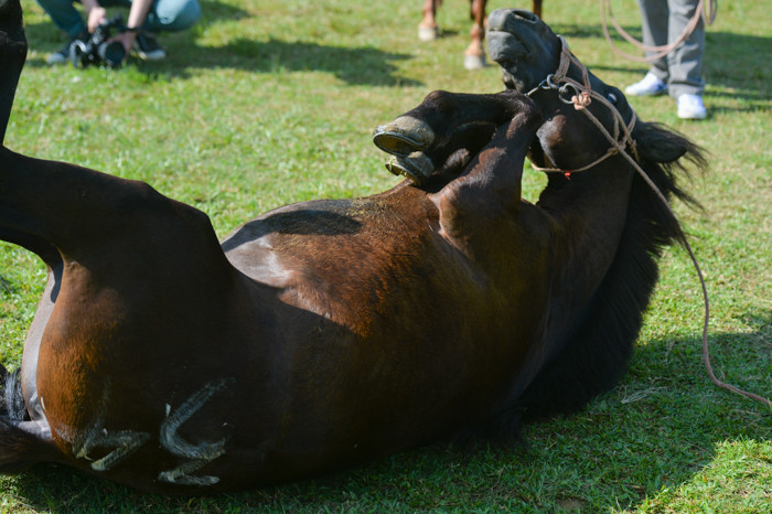 Các chú ngựa thường xuyên lăn đùng ra đất rồi lăn lộn như thể một chú cún con.
