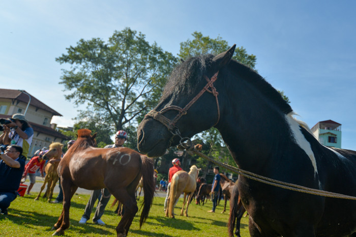 Một chú ngựa có biểu cảm cực kì cool ngầu.