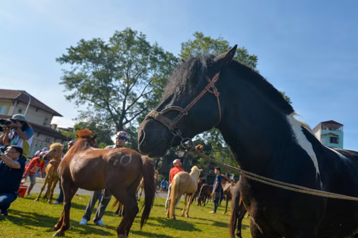 Một chú ngựa có biểu cảm cực kì cool ngầu.