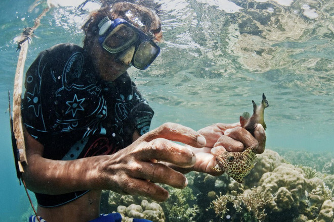 Dữ liệu gene thu được cho thấy người Bajau phân tách khỏi nhóm tộc người Saluan “không lặn sâu” cách đây khoảng 15.000 năm. Theo đó, người Bajau có nhiều thời gian hơn để thích ứng với cuộc sống trên biển.