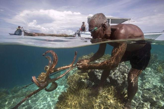 Kết quả nghiên cứu cho thấy lá lách của người Bajau lớn vĩnh viễn chứ không phải chỉ tạm thời do lặn.