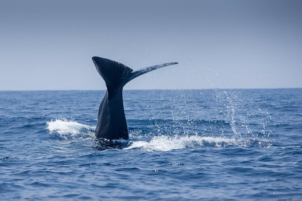 Loài cá này được mệnh danh là đệ nhất thợ lặn của đại dương với khả năng lặn sâu tới hơn 1,6km trong khoảng 2 giờ liên tiếp.