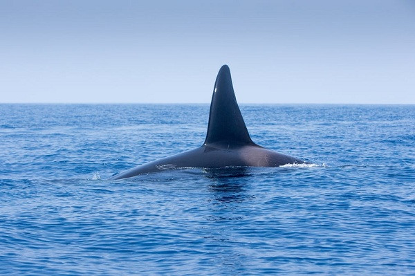 Những kẻ tấn công - đàn cá voi sát thủ đã xuất hiện. Sở dĩ được gọi tên như vậy bởi loài cá này chuyên đi săn cá voi, thậm chí cả cá nhà táng, dù có kích thước nhỏ hơn.