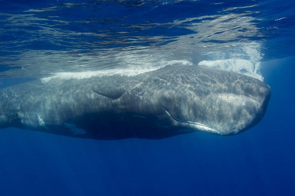 Thức ăn yêu thích của chúng là mực - chiếm tới 90% khẩu phần ăn của chúng. Dù có kích thước lên đến 18m và nặng 55 tấn, cá nhà táng vẫn dễ dàng lao đi trong nước như một "mũi tên" để săn mồi.