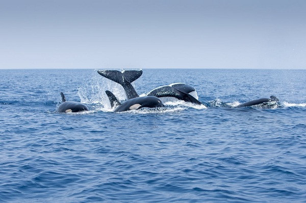 Đàn cá nhà táng chống trả ác liệt từng đợt tấn công của cá voi sát thủ, chốc chốc, con đầu đàn lại ngoi lên để xác định vị trí của đối phương.