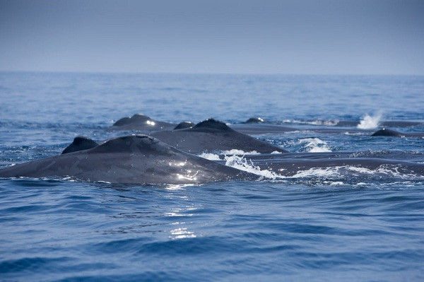 Trước khi diễn ra cuộc đụng độ gay cấn với cá voi sát thủ, những chú cá nhà táng vẫn thoải mái bơi lội, không hề để ý đến sự có mặt của nhóm nhiếp ảnh gia và chuyên gia bảo tồn sinh vật biển đang theo dõi chúng.