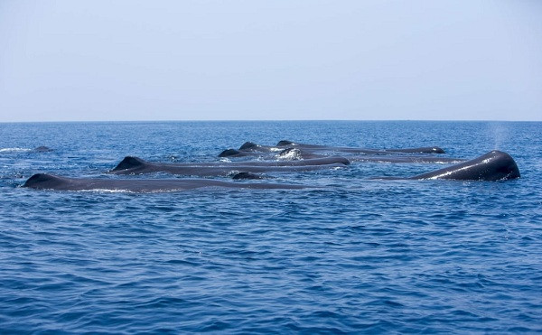 Đàn cá voi sát thủ nhanh chóng thiết lập thế trận dồn ép cá nhà táng. Bầu không khí bỗng trở nên vô cùng căng thẳng khi những con cá lớn thi nhau nhe hàm răng sắc nhọn để tự vệ.