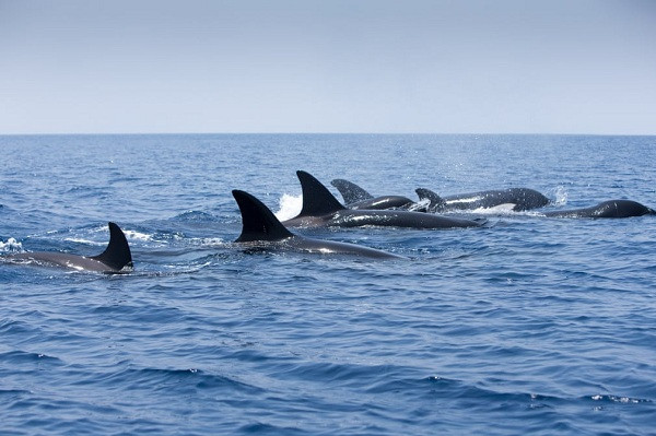 Để ''cân bằng lại tỷ số'' cuộc chiến giữa đàn cá nhà táng và cá voi sát thủ, những con cá nhà táng tìm cách hình thành "đội hình" chiến đấu mới. Chúng châu đầu vào nhau và dùng đuôi quẫy mạnh để xua lũ cá voi sát thủ.