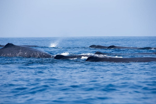 Đột nhiên, đàn cá nhà táng bơi về phía Bắc với tốc độ rất nhanh khiến nhóm nhiếp ảnh đã nghĩ rằng chúng chuẩn bị giao phối. Những con cá tạo nhóm nhỏ bơi sát vào nhau và liên tục phát tín hiệu cho nhau.