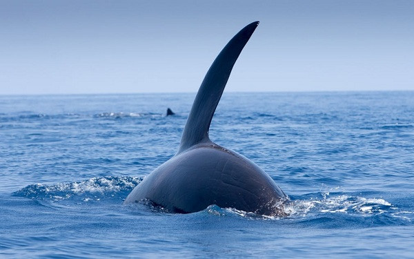 Trước sự chống trả ngày càng dữ dội hơn của cá nhà táng, đàn cá voi sát thủ dường như đã thấm mệt, bắt đầu giãn đội hình.