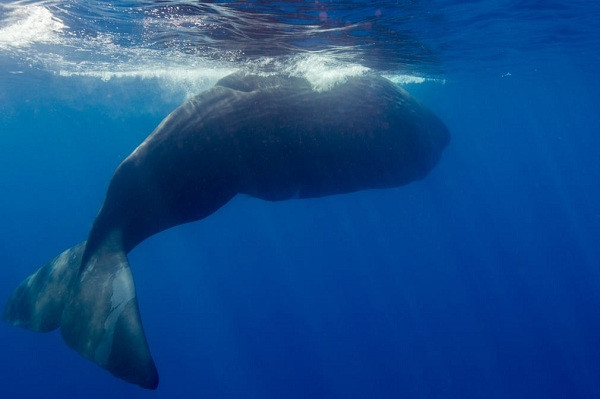 Cá nhà táng còn khả năng phát ra âm thanh rất lớn có dạng "mã morse" giúp chúng liên lạc với đồng loại ở khoảng cách lên đến vài chục km. Loài cá này tụ tập ở Sri Lanka với số lượng lớn, đặc biệt mỗi mùa xuân, chúngtập trung ở vùng biển trên hẻm núi sâu tới 1.000 mét để giao phối.