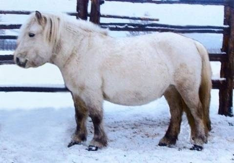 Được biết, ngựa bản địa đã đóng một vai trò quan trọng trong lịch sử của Yakutia. Chúng là con vật đáng tin cậy cho người dân địa phương.