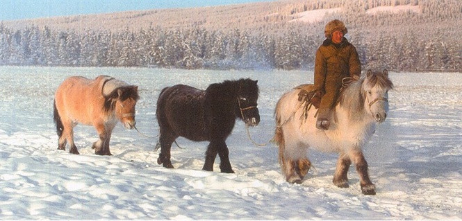 Vì sở hữu vóc dáng chắc nịch và chiếc bờm dài nên chúng còn được coi là phiên bản ngựa voi ma mút.