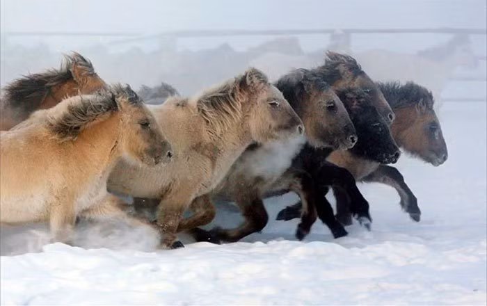 Ngựa Yakutia có khả năng kiếm thức ăn bằng cách cào cỏ từ dưới lớp tuyết dày.