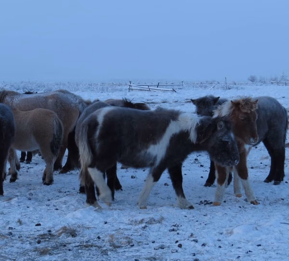 Chúng cũng là một trong những loài ngựa kiên cường nhất, có thể làm việc tích cực lên đến 25-27 năm, trong khi trung bình chung của ngựa là 20 năm.