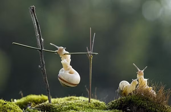 Một bức ảnh động vật đẹp cho thấy cảnh tượng ốc sên đu xà đơn ngộ nghĩnh được nhiếp ảnh gia Anatolih Evgenii ghi lại trong studio của ông ở Nga.