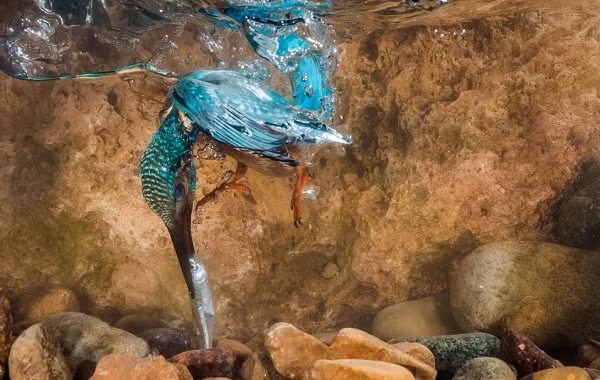 Chim bói cá đói lao xuống sông săn mồi ở gần Trento, Italia.