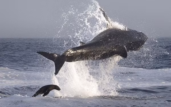 Cá mập trắng lớn trong hành trình truy đuổi hải cẩu gần vịnh Hải cẩu, Nam Phi.