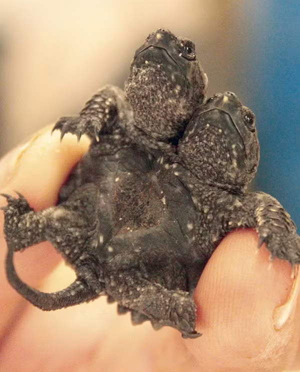 Rùa hai đầu kỳ lạ chào đời tại Amagon, Ark, Mỹ.
