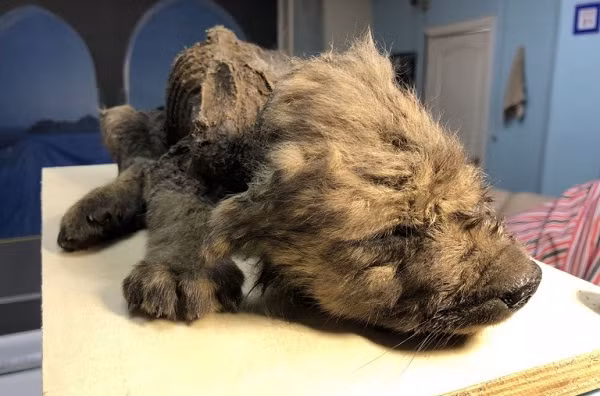 Hiện vẫn chưa thể xác định đây là loài chó hay là sói bởi trông thì khá giống chó, nhưng kết cấu xương và các chi cho thấy con vật rõ ràng to hơn nhiều so với chó sói hiện đại. Các nhà khoa học mới chỉ xác nhận sinh vật này chết khi mới được 2 tháng tuổi.