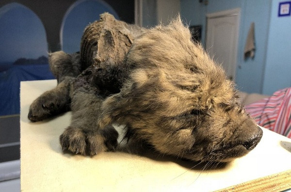 Hiện vẫn chưa thể xác định đây là loài chó hay là sói bởi trông thì khá giống chó, nhưng kết cấu xương và các chi cho thấy con vật rõ ràng to hơn nhiều so với chó sói hiện đại. Các nhà khoa học mới chỉ xác nhận sinh vật này chết khi mới được 2 tháng tuổi.