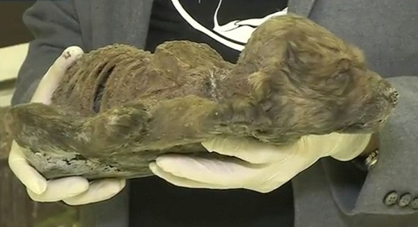 Nhiệt độ âm hàng chục độ dưới băng tuyết đã trở thành điều kiện môi trường lý tưởng bảo vệ xác con vật còn nguyên vẹn. Ngoài một vài chiếc xương sườn bị lộ ra, chú chó được che phủ bởi bộ lông dày, mắt nhắm nghiền như đang ngủ.