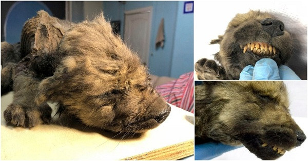 Tại vùng lân cận sông Indigirka ở Siberia, phía đông bắc Yakutsk, người ta đã tìm thấy xác của một loài động vật sống từ thời Kỷ Băng Hà. Khi ấy, nó đang trong tình trạng đóng băng và bị vùi dưới lớp tuyết dày có niên đại 18.000 tuổi.