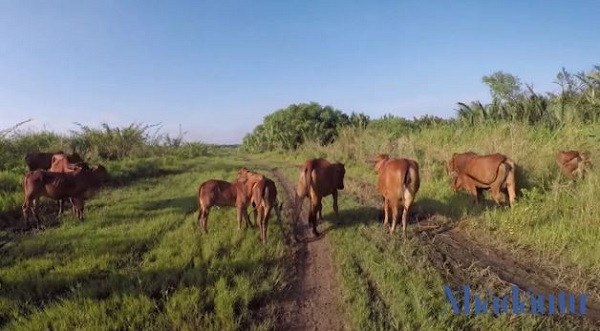 Tại khu vực trung tâm lô đất được người dân tận dụng, dựng lên những trang trại để chăn nuôi, trồng trọt trong thời gian chờ giải tỏa. Ảnh: Chu Ký.