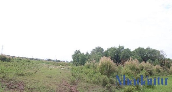 Bên trong khu dự án chủ yếu vẫn là một bãi đất hoang được bỏ mặc 10 năm nay chỉ toàn lau sậy và cây cỏ dại mọc um tùm. Ảnh: Chu Ký